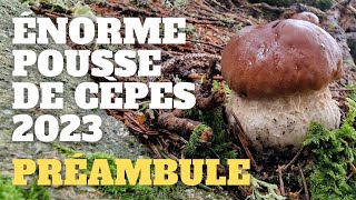 Préambule dune énorme pousse  LES SIGNES  Saison des cèpes 2023 cèpes champignons [upl. by Suki]