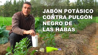 JABÓN POTÁSICO CONTRA PULGÓN NEGRO DE LAS HABAS [upl. by Kieger]