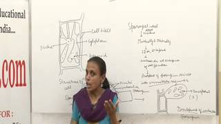 Ectocarpus Lecture BSc MSc by Dr Anupama Goyal [upl. by Acinoj856]