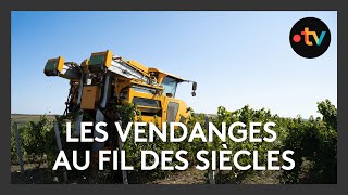 Agriculture Des vendanges de plus en plus techniques  60 des vignes vendangée mécaniquement [upl. by Assillam]