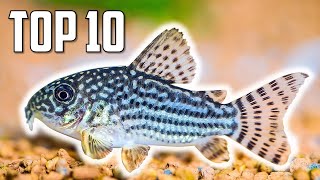 Top 10 Cory Catfish for Your Aquarium [upl. by Gluck]