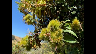 Chrysolepis chrysophylla giant chinquapin and Chrysolepis sempervirens bush chinquapin [upl. by Sabu262]