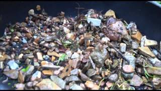 Gold panning in Warrandyte [upl. by Holton]