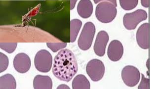 life cycle of Plasmodium [upl. by Eseyt]