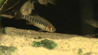 Emerald Dwarf Rasbora Microrasbora erythromicron for sale at Tyne Valley Aquatics [upl. by Annehsat]