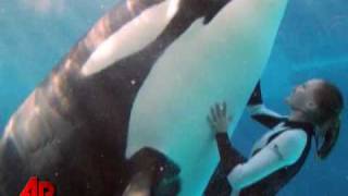 Whale Expert SeaWorld Attack Was Premeditated [upl. by Rolfe]