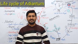 99 General Characters and life cycle of Adiantum  Pteropsida class Filicineae [upl. by Alan]