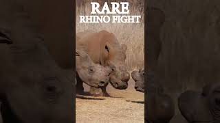 Rare Rhino Fight Revealed wildlife africananimal wildlifeexperience [upl. by Pomona]