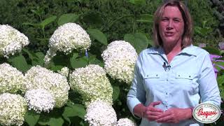 How To Prune Annabelle Hydrangeas [upl. by Friedrich]