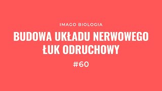 Układ nerwowy Budowa i łuk odruchowy [upl. by Thorrlow]