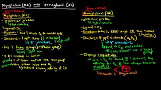 Myoglobin and Hemoglobin Compare and Contrast [upl. by Donelu589]