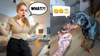 Giving My Dog Chocolate PRANK On GIRLFRIEND SHE WENT OFF [upl. by Nealy]