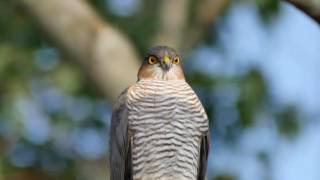 Sparviere  Sparrowhawk Accipiter nisus [upl. by Latsyrd494]