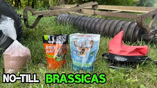 NoTill Brassica Food Plots into Buckwheat Wintergreens and Honey Hole [upl. by Fanestil]