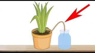 5 Genius Ways to Water Your Plants When You are Away on Vacation  Indoor Plants Automatic Watering [upl. by Aiello488]