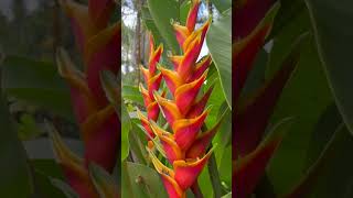 Tropical Elegance in Bloom at Panaewa Rainforest Zoo in Hilo [upl. by Oleic761]