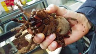 60만원에 분양갔다초대형 타란튤라 포장방법 feat골리앗버드이터 Goliath birdeater big tarantula handling [upl. by Wellington]