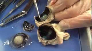 Prof Wilson sheep eye dissection The best sheep eye dissection [upl. by Vokay276]