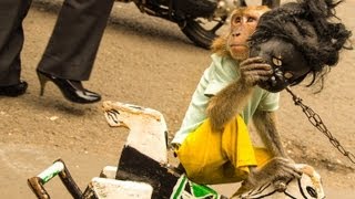 Jakarta Monkey Tour Topeng Monyet Part One [upl. by Arihsan812]