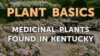 Medicinal Plants Found in Kentucky [upl. by Ahcsat]