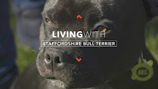 ALL ABOUT LIVING WITH STAFFORDSHIRE BULL TERRIERS [upl. by Kendall]