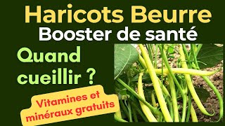 Haricots beurre riche en vitamine C magnésium jardinage maison la santé au jardin [upl. by Ysac586]