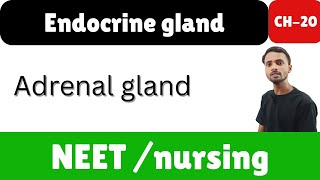 adrenal gland endocrime glands adrenal hormone [upl. by Picardi244]