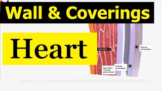 External Structure of the Heart  Wall and its coverings  Nursing Lecture [upl. by Hance]