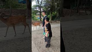 鹿はとても穏やかな性格です🦌  Nara park amp Deer was amazing  Deer in Nara Park🇯🇵  japan shorts animals [upl. by Hakym]