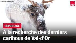 Danger dextinction pour les Caribous du ValdOr  Là dehors [upl. by Negyam895]