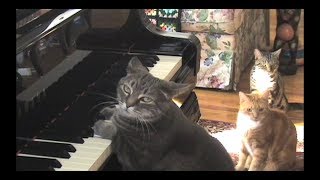 CATcerto ORIGINAL PERFORMANCE Mindaugas Piecaitis Nora The Piano Cat [upl. by Ajiak]