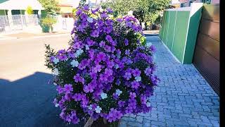 Manacá da serra anão Tibouchina mutabilis ‘Nana’ todo florido [upl. by Ludlew]