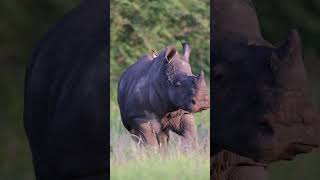 Baby Rhino in the wild wildlife animals africanwildlife [upl. by Daryn706]