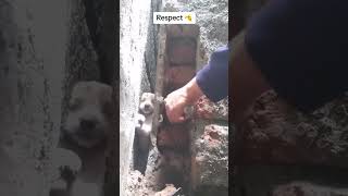 Atrapado este perrito en una pared pero lo pudimos salvar vetlife [upl. by Eberle387]