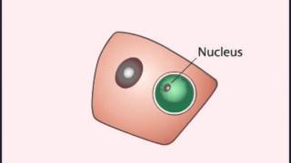 LIFE CYCLE Plasmodium Falciparum [upl. by Charmine]