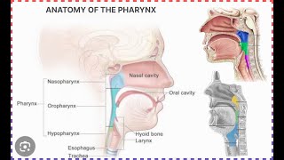 anatomy of pharynx  halak ki jismani sakht  हलाक की जिस्मनी सख्त [upl. by Aleibarg352]