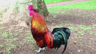 47 Imperessive rooster crowing in the morning compilations 2018  Chant du Coq [upl. by Nayrda889]