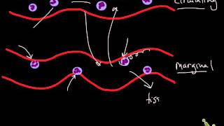 Neutrophil production and pools [upl. by Alesiram666]