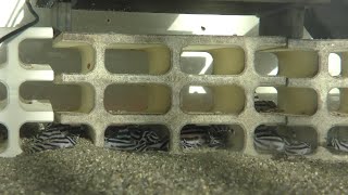 L46 Zebra Pleco Babies Fry Juveniles July 2021 [upl. by Jemma]