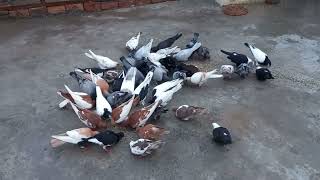 Alhamdulillah Sary Pigeons Ki Eyes Thek Ho Gai  Pigeons Ny Bath Kiya petsvlog pigeon pigeonvlog [upl. by Denae]