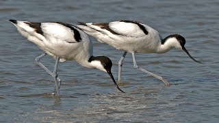 Vogelparadijs Texel [upl. by Timms731]