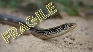 Hognose Snake and Glass lizards in the Sand Prairie [upl. by Berrie]