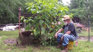 How I Harvest Poke Weed Poke Salad [upl. by Viviyan]