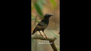 マミジロ Siberian Thrush [upl. by Scharaga]