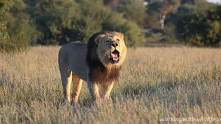 Kalahari Lion Roaring 4K  Conservation Safari Experience [upl. by Dina]