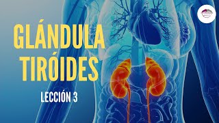 3 GLÁNDULA TIROIDES FISIOLOGÍA DEL SISTEMA ENDOCRINO [upl. by Mazonson]