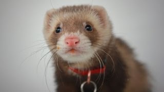 Sebastian the Ferret [upl. by Lleon]