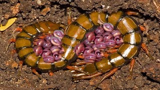 Mother Centipede Laying Eggs Beyond Father Centipedes Protection His Family [upl. by Ellehs829]