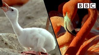 How baby flamingos get their pink colour  Animal Super Parents  BBC [upl. by Iroc]