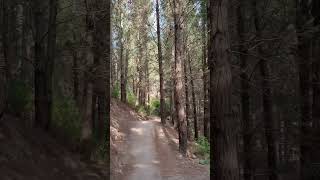 Christchurch Adventure Park Cruising with PaulDionMTB ​⁠ mtb jumping [upl. by Attayek]